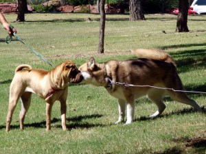 Blog DSC01757_resize