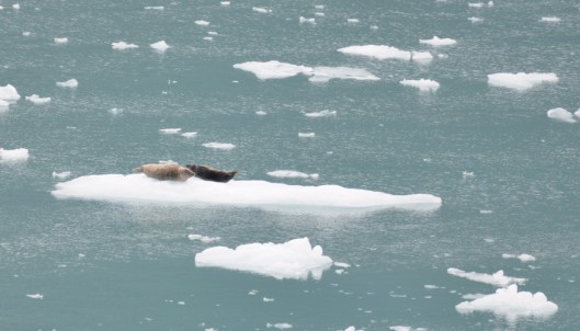 Seals Sunbathing